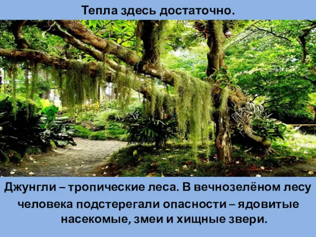 Джунгли – тропические леса. В вечнозелёном лесу человека подстерегали опасности