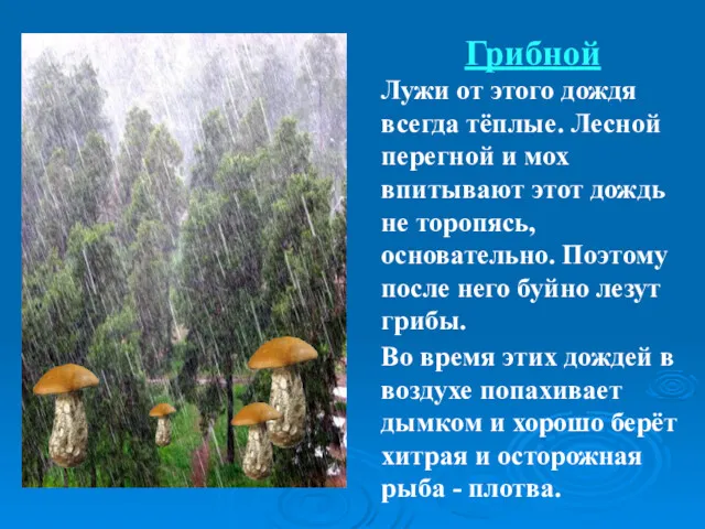 Грибной Лужи от этого дождя всегда тёплые. Лесной перегной и мох впитывают этот