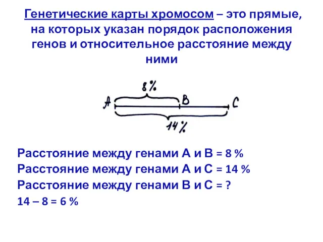 Генетические карты хромосом – это прямые, на которых указан порядок расположения генов и