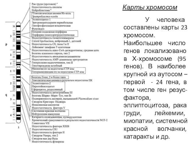 Карты хромосом У человека составлены карты 23 хромосом. Наибольшее число генов локализовано в