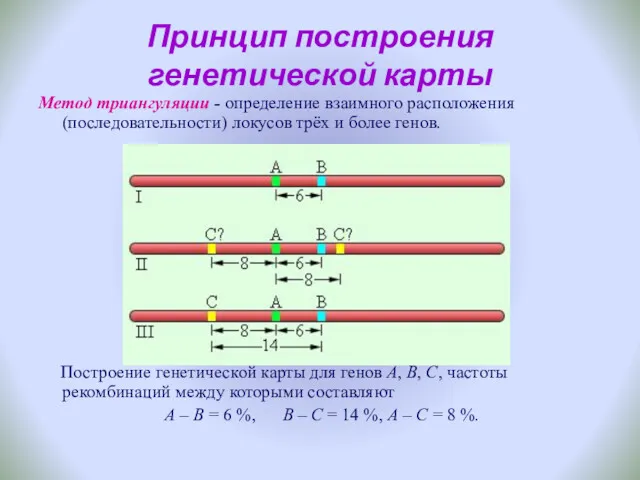 Принцип построения генетической карты Метод триангуляции - определение взаимного расположения (последовательности) локусов трёх