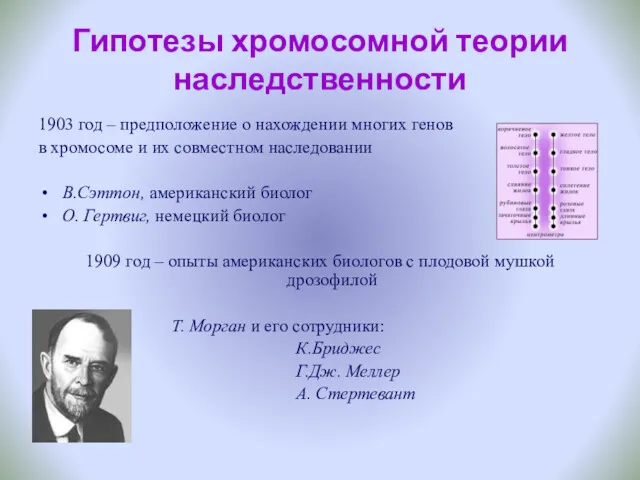 Гипотезы хромосомной теории наследственности 1903 год – предположение о нахождении многих генов в
