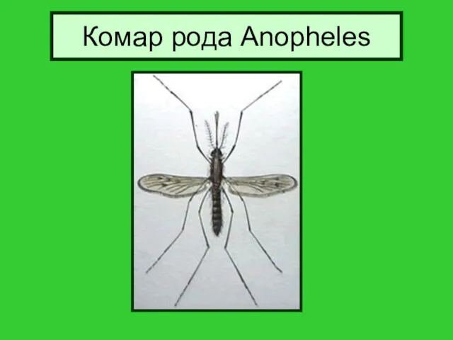 Комар рода Anopheles