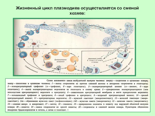 Жизненный цикл плазмодиев осуществляется со сменой хозяев: