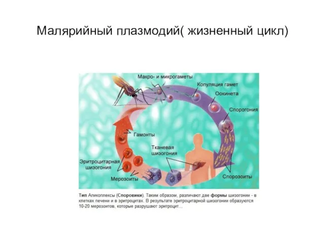 Малярийный плазмодий( жизненный цикл)
