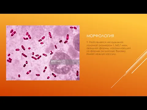 МОРФОЛОГИЯ Y. Pestis является неподвижной палочкой размером 1.5х0.7 мкм, овоидной