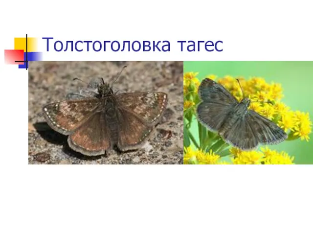 Толстоголовка тагес