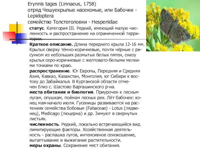 Erynnis tages (Linnaeus, 1758) отряд Чешуекрылые насекомые, или Бабочки -