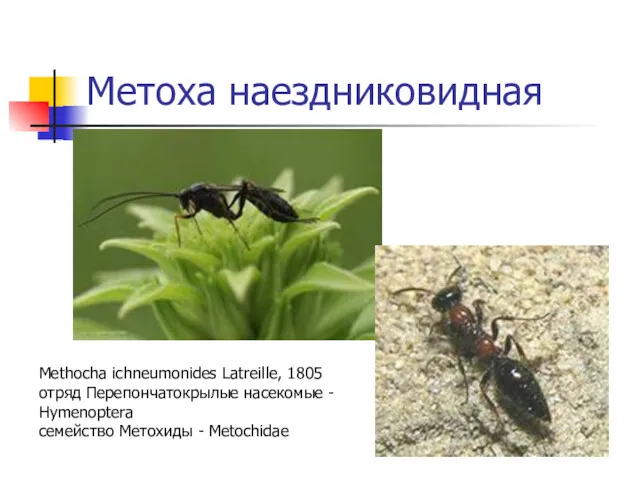 Метоха наездниковидная Methocha ichneumonides Latreille, 1805 отряд Перепончатокрылые насекомые - Hymenoptera семейство Метохиды - Metochidae