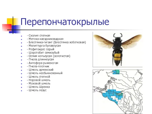 Перепончатокрылые - Сколия степная - Метоха наездниковидная - Блестянка-гигант (Блестянка