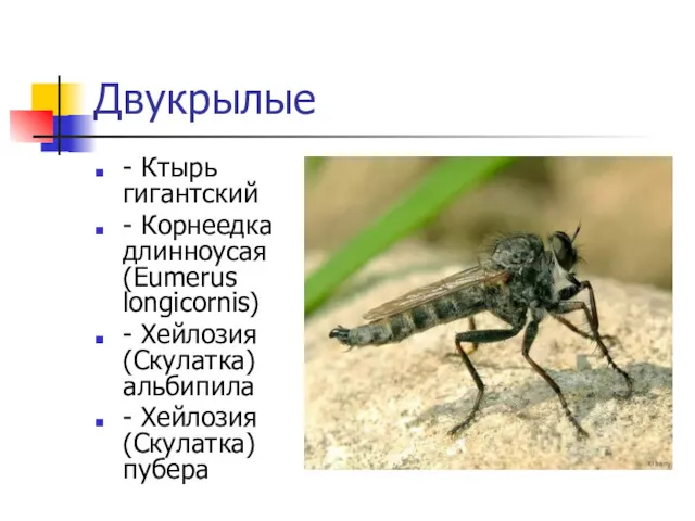 Двукрылые - Ктырь гигантский - Корнеедка длинноусая (Eumerus longicornis) -