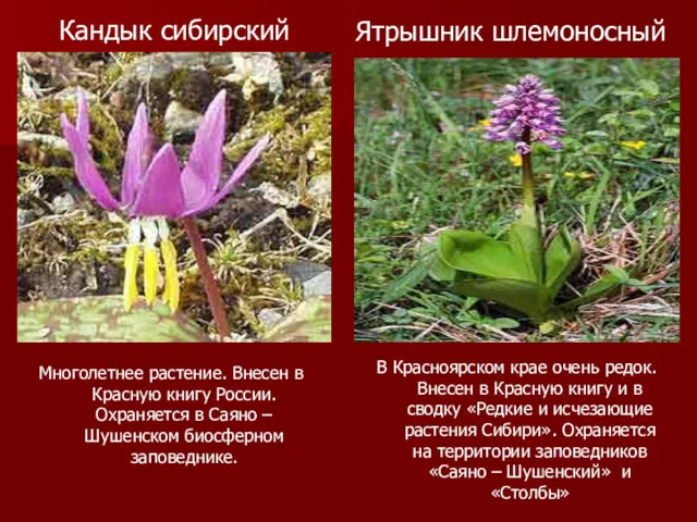 Кандык сибирский Многолетнее растение. Внесен в Красную книгу России. Охраняется