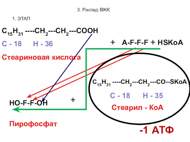 3. Распад ВЖК 1. ЭТАП C15H31 ----CH2---CH2---COOH Стеариновая кислота С
