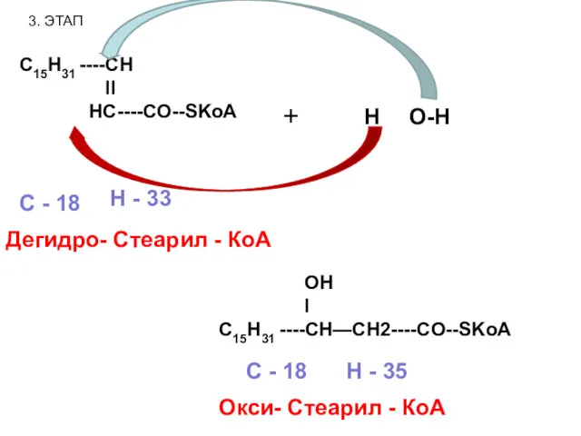 3. ЭТАП C15H31 ----CH II HC----CO--SKoA Дегидро- Стеарил - КоА