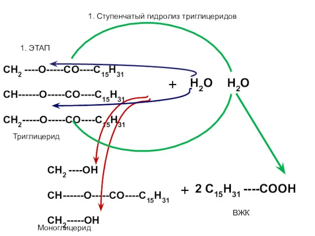 1. Ступенчатый гидролиз триглицеридов 1. ЭТАП CH2 ----O-----CO----C15H31 CH------O-----CO----C15H31 CH2-----O-----CO----C15H31