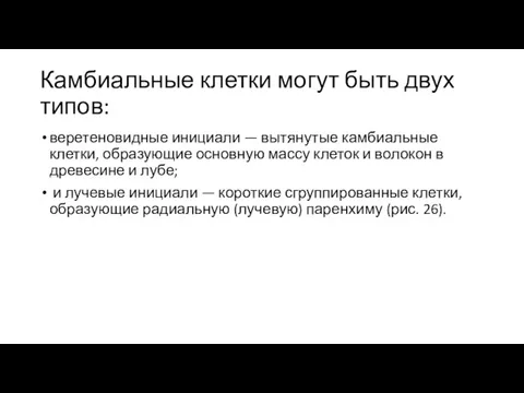 Камбиальные клетки могут быть двух типов: веретеновидные инициали — вытянутые камбиальные клетки, образующие