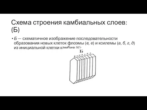 Схема строения камбиальных слоев: (Б) Б — схематичное изображение последовательности образования новых клеток