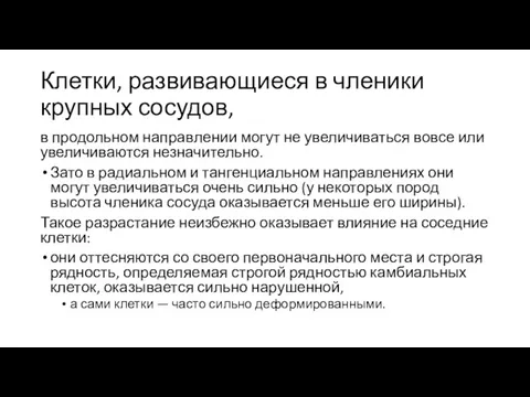 Клетки, развивающиеся в членики крупных сосудов, в продольном направ­лении могут