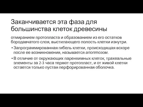 Заканчивается эта фаза для большинства клеток древесины отмиранием протопласта и