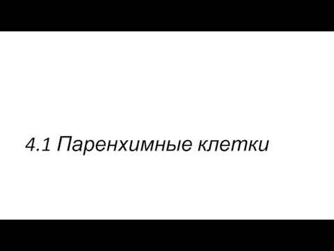 4.1 Паренхимные клетки