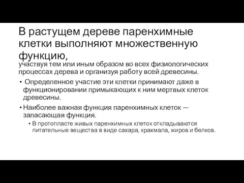 В растущем дереве паренхимные клетки выполняют множественную функ­цию, участвуя тем или иным образом