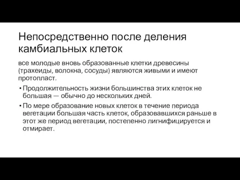 Непосредственно после деления камбиальных клеток все молодые вновь об­разованные клетки