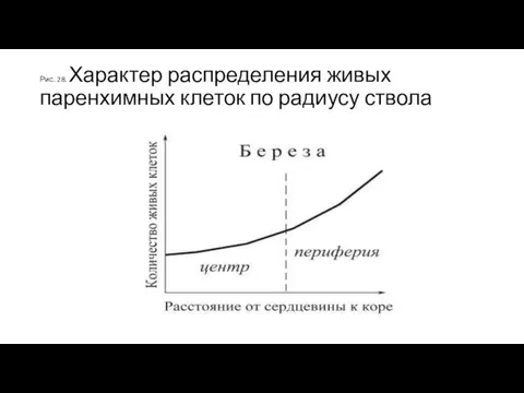 Рис. 28. Характер распределения живых паренхимных клеток по радиусу ствола