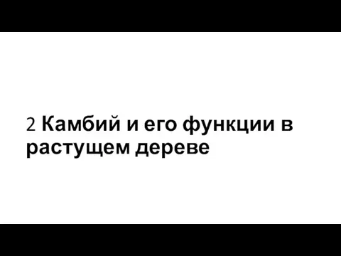 2 Камбий и его функции в растущем дереве