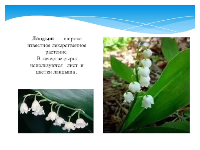 Ландыш — широко известное лекарственное растение. В качестве сырья используются лист и цветки ландыша .