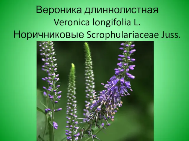 Вероника длиннолистная Veronica longifolia L. Норичниковые Scrophulariaceae Juss.