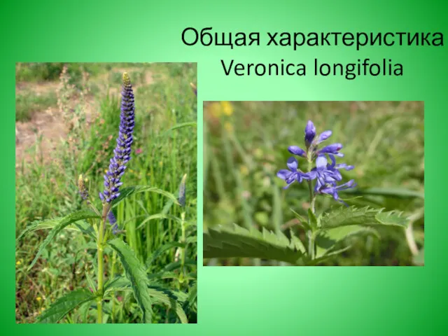 Общая характеристика Veronica longifolia