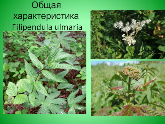Общая характеристика Filipendula ulmaria