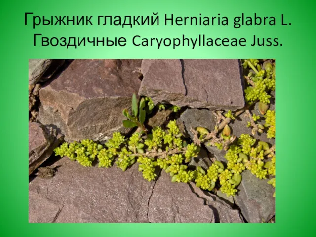 Грыжник гладкий Herniaria glabra L. Гвоздичные Caryophyllaceae Juss.