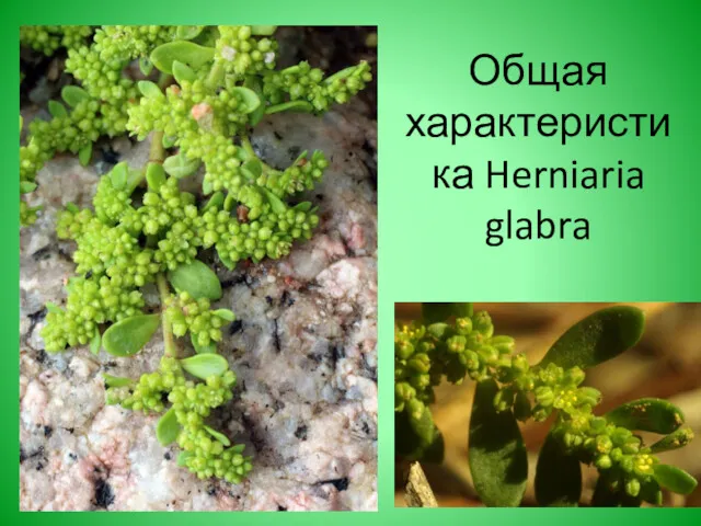 Общая характеристика Herniaria glabra