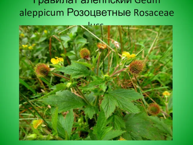 Гравилат алеппский Geum aleppicum Розоцветные Rosaceae Juss.