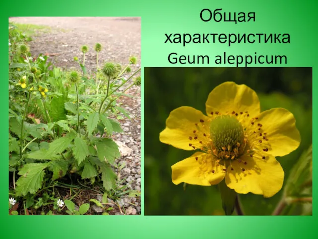 Общая характеристика Geum aleppicum