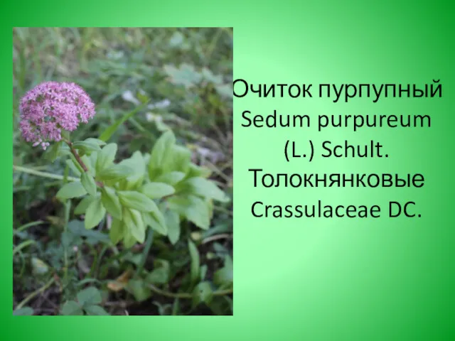 Очиток пурпупный Sedum purpureum (L.) Schult. Толокнянковые Crassulaceae DC.