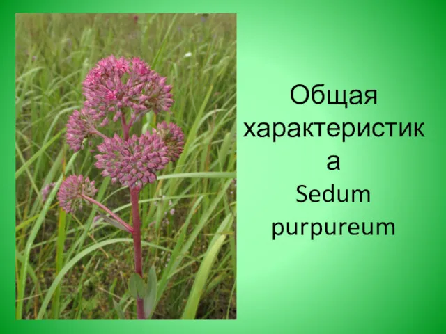 Общая характеристика Sedum purpureum