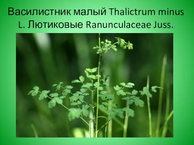 Василистник малый Thalictrum minus L. Лютиковые Ranunculaceae Juss.