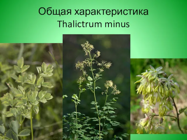 Общая характеристика Thalictrum minus