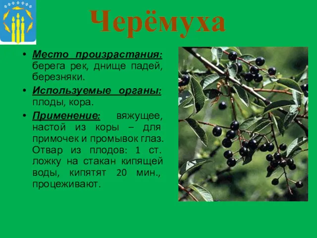 Черёмуха Место произрастания: берега рек, днище падей, березняки. Используемые органы: