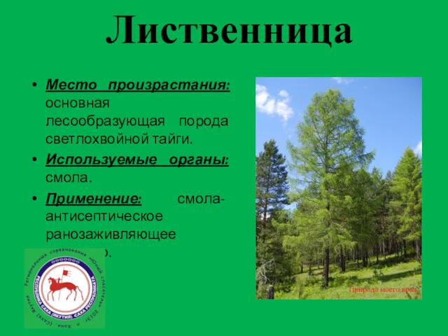 Лиственница Место произрастания: основная лесообразующая порода светлохвойной тайги. Используемые органы: смола. Применение: смола- антисептическое ранозаживляющее средство.