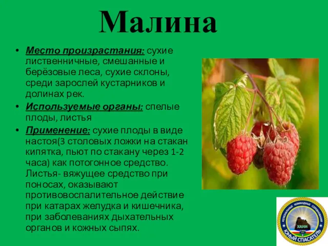 Малина Место произрастания: сухие лиственничные, смешанные и берёзовые леса, сухие