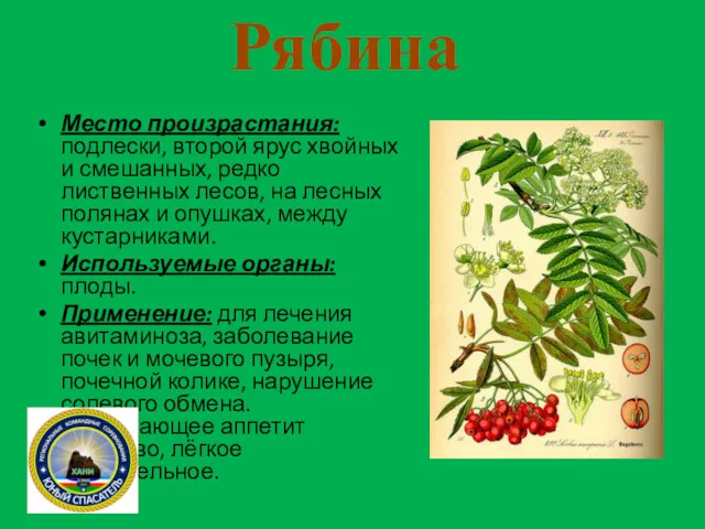 Рябина Место произрастания: подлески, второй ярус хвойных и смешанных, редко