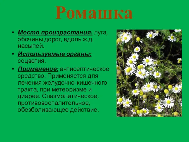 Ромашка Место произрастания: луга, обочины дорог, вдоль ж.д. насыпей. Используемые