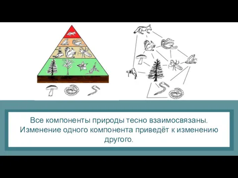 Все компоненты природы тесно взаимосвязаны. Изменение одного компонента приведёт к изменению другого.