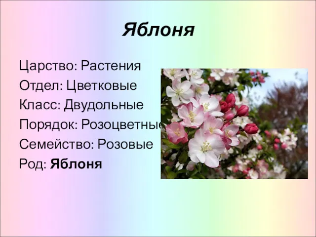 Яблоня Царство: Растения Отдел: Цветковые Класс: Двудольные Порядок: Розоцветные Семейство: Розовые Род: Яблоня