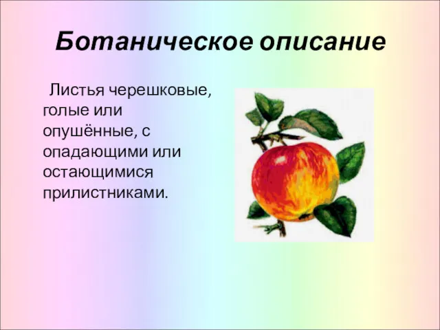 Ботаническое описание Листья черешковые, голые или опушённые, с опадающими или остающимися прилистниками.