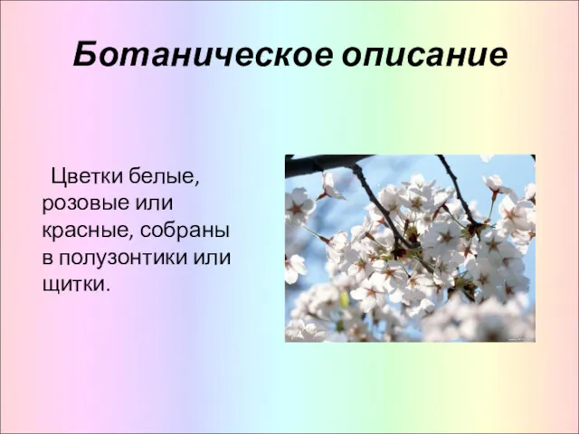 Ботаническое описание Цветки белые, розовые или красные, собраны в полузонтики или щитки.
