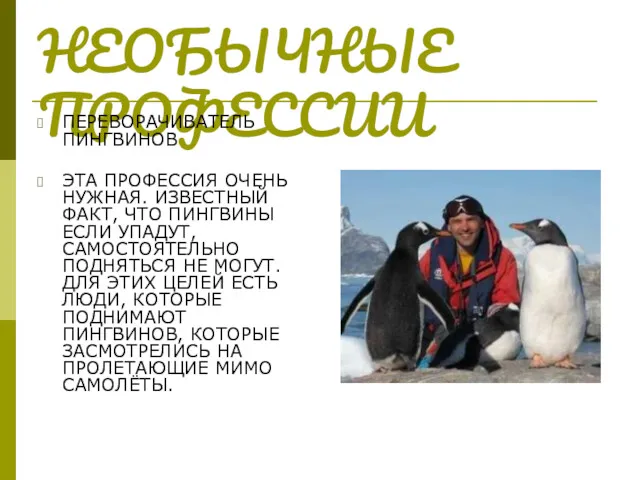 НЕОБЫЧНЫЕ ПРОФЕССИИ ПЕРЕВОРАЧИВАТЕЛЬ ПИНГВИНОВ ЭТА ПРОФЕССИЯ ОЧЕНЬ НУЖНАЯ. ИЗВЕСТНЫЙ ФАКТ,